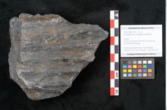 Foto (Objekt + Etikett) von Syringodendron cyclostigma Brongniart (NHMW-GEO-2024-0188-11112)